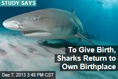 To Give Birth, Sharks Return to Own Birthplace