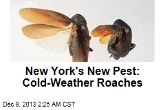 New York Newcomer: Cold-Weather Roaches