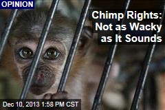 Chimp Rights: Not as Wacky as It Sounds