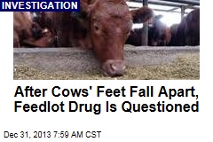 After Cows&#39; Feet Fall Apart, Feedlot Drug Is Questioned