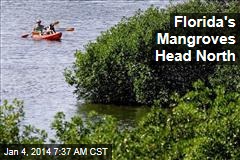 Florida&#39;s Mangroves Head North