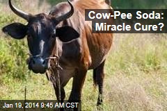 Cow-Pee Soda: Miracle Cure?