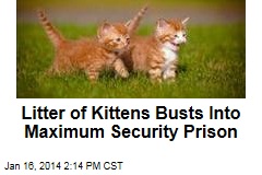 Litter of Kittens Busts Into Maximum Security Prison