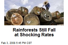 Rainforests Still Fall at Shocking Rates