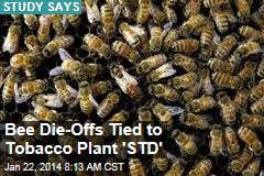 Bee Die-Offs Tied to Tobacco Plant &#39;STD&#39;