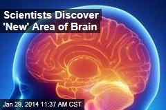 Scientists Discover &#39;New&#39; Area of Brain