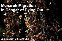Monarch Migration in Danger of Dying Out