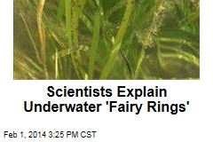 Scientists Explain Underwater &#39;Fairy Rings&#39;