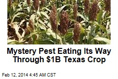 New Pest Munches $1B Texas Crop