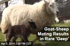Goat-Sheep Mating Results in Rare &#39;Geep&#39;