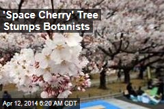 &#39;Space Cherry&#39; Tree Stumps Botanists