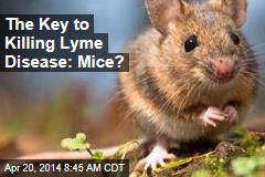 The Key to Killing Lyme Disease: Mice?
