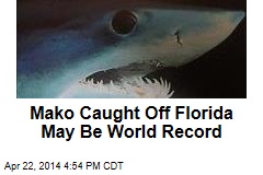 Mako Caught Off Florida May Be World Record