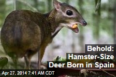 Behold: Hamster-Size Deer Born in Spain