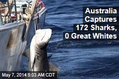 Australia Captures 172 Sharks, 0 Great Whites