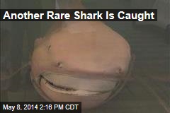 Another Rare Shark Is Caught