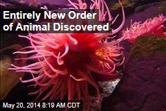Entirely New Order of Animal Discovered