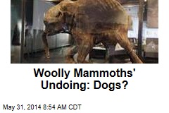 Woolly Mammoths&#39; Undoing: Dogs?