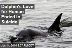 Dolphin&#39;s Love for Human Ended in Suicide