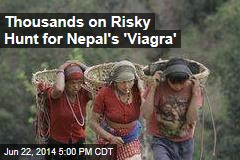 Rush for Nepal&#39;s &#39;Viagra&#39; Could Devastate Ecosystem