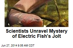 Scientists Unravel Mystery of Electric Eels&#39; Jolt