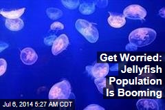 Get Worried: Jellyfish Population Is Booming