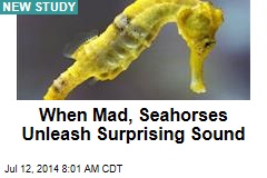 When Mad, Seahorses Unleash Surprising Sound