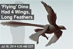 Biggest &#39;Flying Dinosaur&#39; Had 4 Wings, Long Feathers