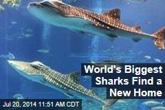 World&#39;s Biggest Sharks Find a New Home