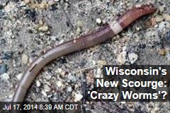 Wisconsin&#39;s New Scourge: &#39;Crazy Worms&#39;?