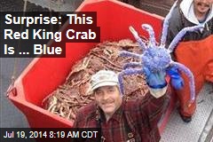 Surprise: This Red King Crab Is ... Blue