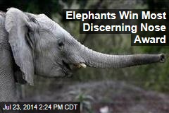 Elephants Win Most Discerning Nose Award