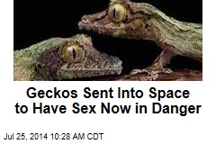 Geckos Sent Into Space to Have Sex Now in Danger