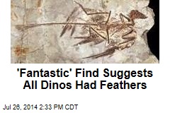 &#39;Fantastic&#39; Find Suggests All Dinos Had Feathers
