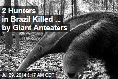 2 Hunters in Brazil Killed... by Giant Anteaters