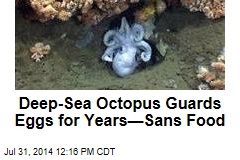 Deep-Sea Octopus Guards Eggs for Years&mdash;Sans Food