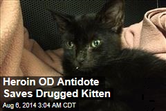 Heroin OD Antidote Saves Drugged Kitten