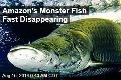 Amazon&#39;s Monster Fish Fast Disappearing
