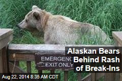 Alaskan Bears Behind Rash of Break-Ins