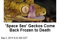 &#39;Space Sex&#39; Geckos Come Back Frozen to Death