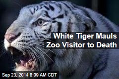 White Tiger Mauls Zoo Visitor to Death