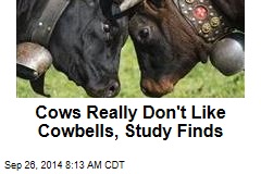 Cows Really Don&#39;t Like Cowbells, Study Finds