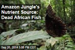 Amazon Jungle&#39;s Nutrient Source: Dead African Fish