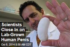 Scientists Close In on Lab-Grown Human Penis