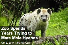 Zoo Spends Years Trying to Mate Male Hyenas