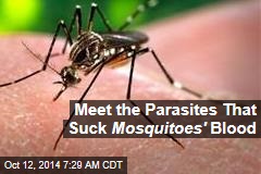 Meet the Parasites That Suck Mosquitoes &#39; Blood