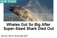 Study: Whales grew huge after super-sized shark went extinct