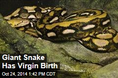 Giant Snake Has Virgin Birth