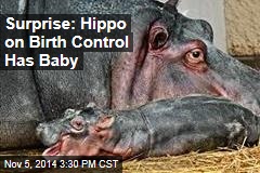 Surprise: Hippo on Birth Control Has Baby