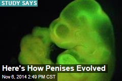 evolutionary purpose of different penis shapes